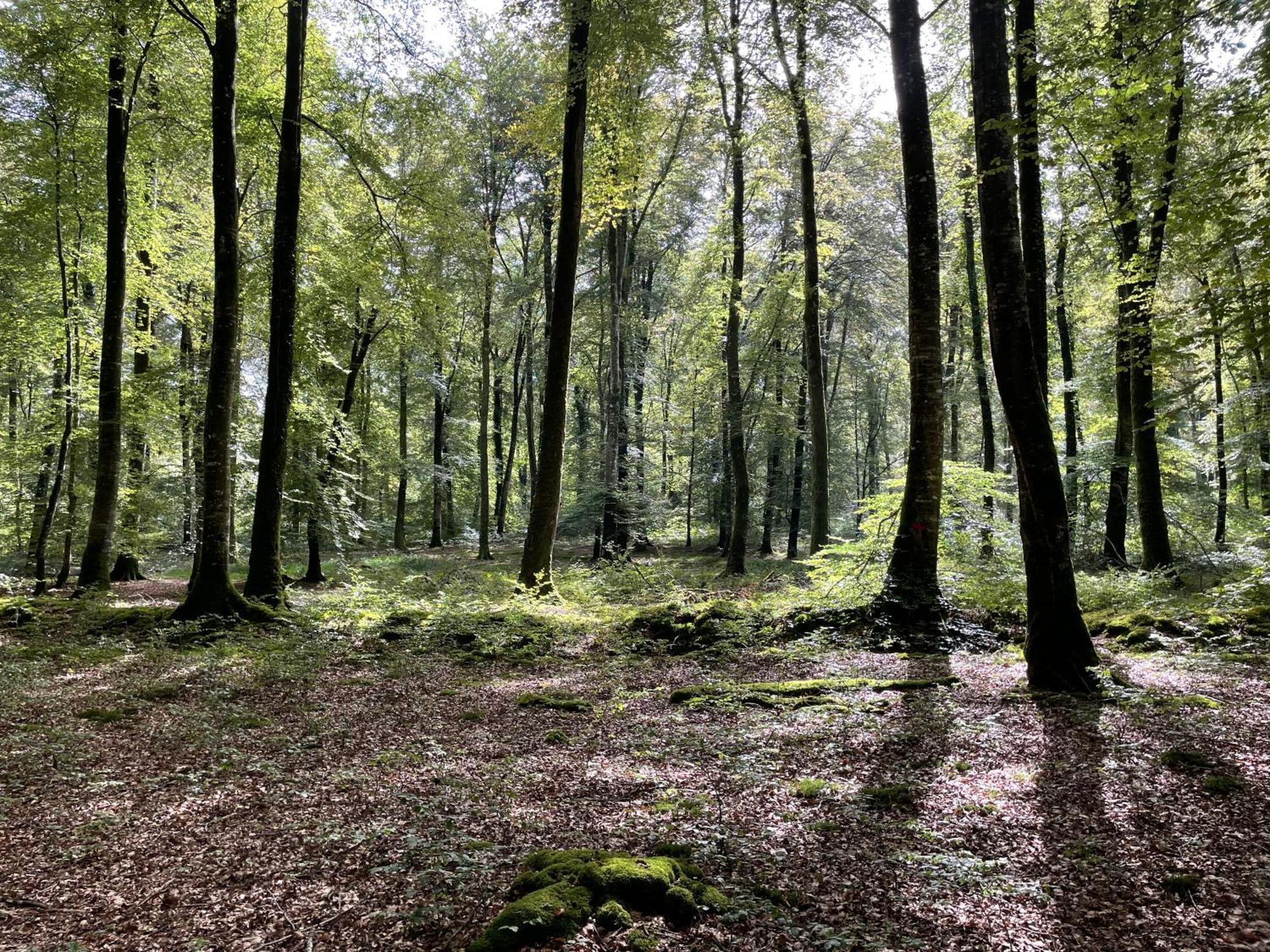 La Maringote * Cerisy-la-Foret